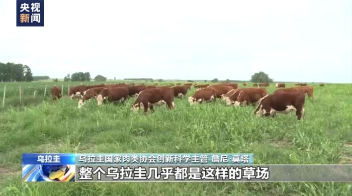 乌拉圭农场主：期待通过消博会向世界展示乌拉圭优质牛肉