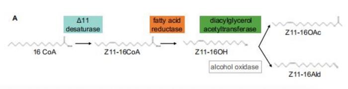 英国厄勒姆研究所：用工程烟草生物合成飞蛾性信息素，以替代化学杀虫剂