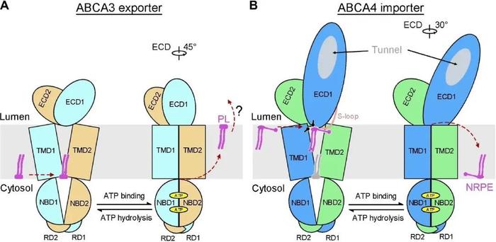 南科大龚欣课题组在ABCA蛋白结构和转运机制模型领域的研究进展