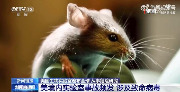 细思极恐！美国生物实验室感染病毒的小白鼠逃了，实验人员还与埃博拉病毒等接触