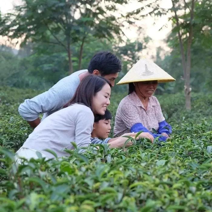 宠粉星期五｜免费送券！采茶制茶品美食，体验“春”的滋味