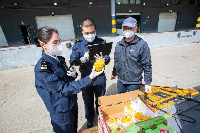 北京市场再添进口水果新品种，首批进口厄瓜多尔黄色火龙果今天通关