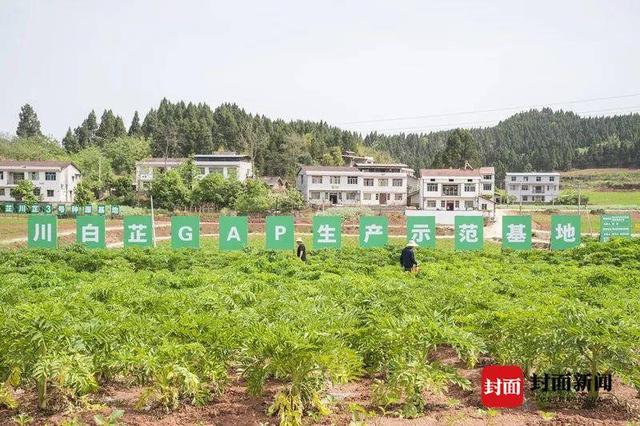 遂宁船山用科技赋能 打造川白芷规范化种植基地