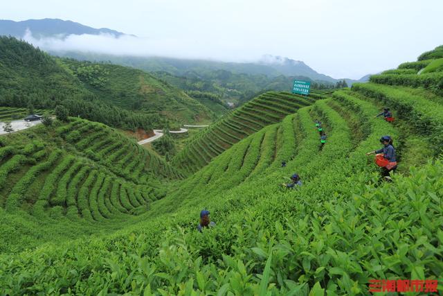 茶香醉人！长沙宁乡沩山启动第五届茶旅文化节