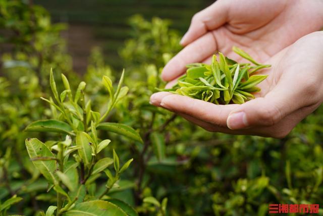 茶香醉人！长沙宁乡沩山启动第五届茶旅文化节