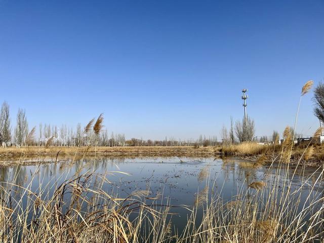 古灌区焕发生机：韦桥村农旅融合发展续写沿黄地区传奇｜水润中国·塞上水韵