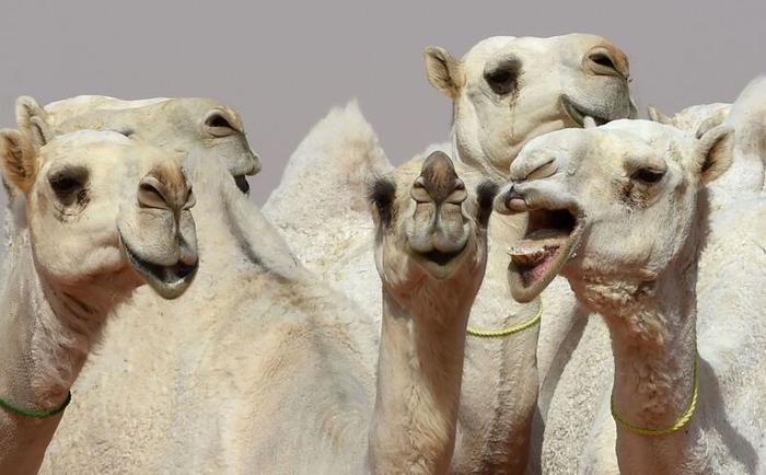 “骆驼选美”奖金上亿，5项标准严格打分
