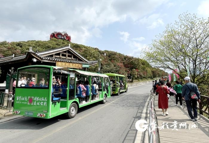 【记者探景区】赏花游持续升温 百里杜鹃30天接待游客207.81万人次