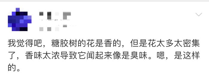 石楠花腥臭！老广：要不你闻闻糖胶树