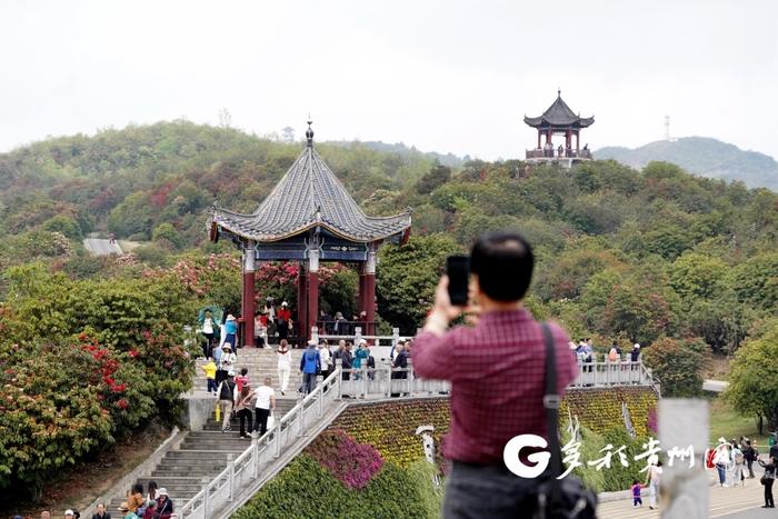 【记者探景区】赏花游持续升温 百里杜鹃30天接待游客207.81万人次