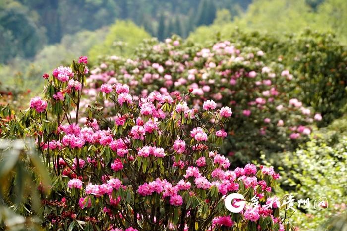 【记者探景区】赏花游持续升温 百里杜鹃30天接待游客207.81万人次