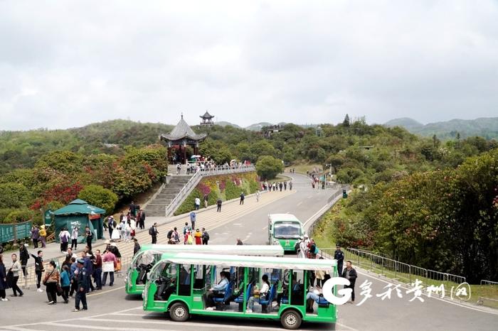 【记者探景区】赏花游持续升温 百里杜鹃30天接待游客207.81万人次