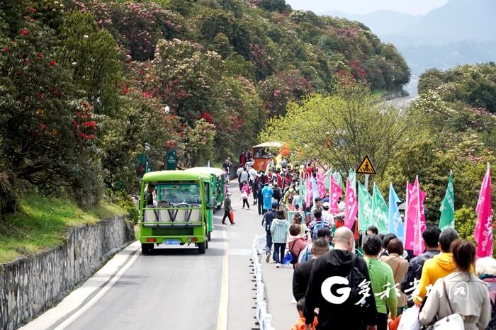 【记者探景区】赏花游持续升温 百里杜鹃30天接待游客207.81万人次