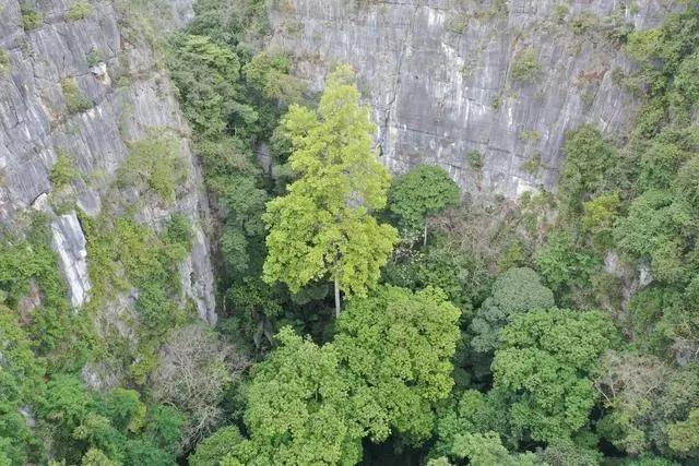 中国岩溶地区发现的最高树！广西望天树72.4米高