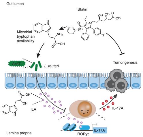 他汀类降脂药物或有新用！房静远团队最新成果：发现其可预防结直肠癌新机制