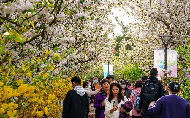 ▲4月5日,人们在北京元大都城垣遗址公园赏花。图/新华社