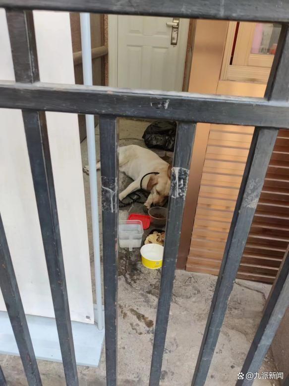 武汉网传“忠犬八公”需要新主人：徘徊医院门前不走被保安收留，“但一直在这也不是办法”