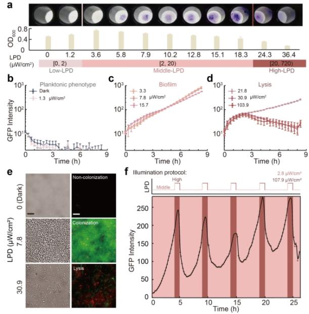 “给点近红外光就捣蛋”——合成生物学赋能细菌