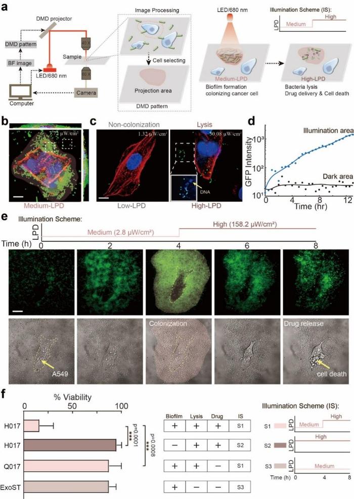 “给点近红外光就捣蛋”——合成生物学赋能细菌