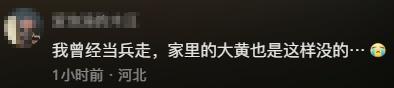 老人病逝后陪伴5年的狗四处找她，7天7夜不进食，老人亲属：现在喂了点葡萄糖，好了一点