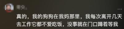 老人病逝后陪伴5年的狗四处找她，7天7夜不进食，老人亲属：现在喂了点葡萄糖，好了一点