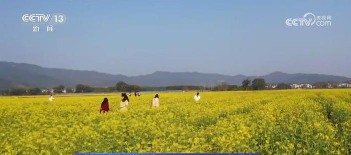 油菜、花生、特色油料产量均明显增加 食用植物油自给率稳步提高