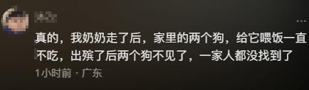 老人病逝后陪伴5年的狗四处找她，7天7夜不进食，老人亲属：现在喂了点葡萄糖，好了一点