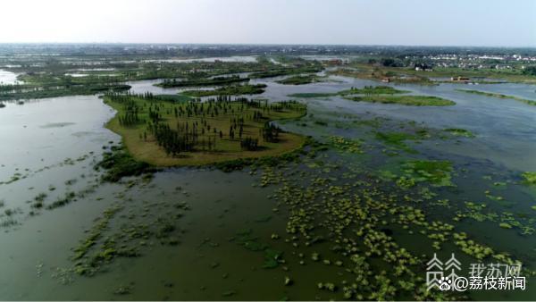 构建生态岛生态滞留塘……扬州北湖湿地成为“野生动植物栖息地”