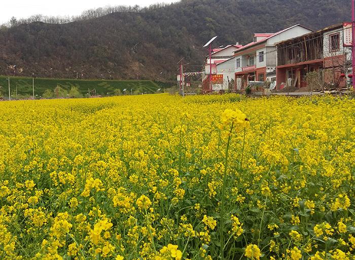 三秦茶乡迎客来 陕西20条茶旅融合精品景点线路推介发布（16-20）