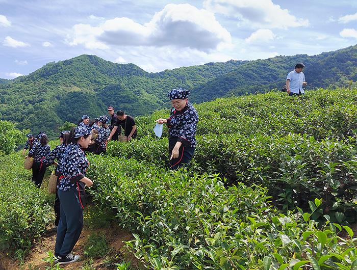 三秦茶乡迎客来 陕西20条茶旅融合精品景点线路推介发布（16-20）