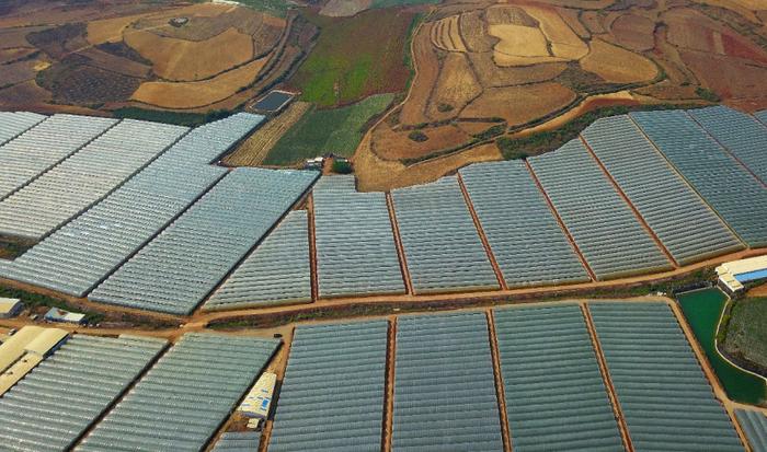 ▲云南红河州建水县是全国最大的早熟夏黑葡萄基地,图为葡萄种植大棚。 段玉良 | 摄