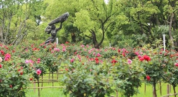 大宁公园3000棵树状月季进入盛花期 “五一”为最佳观赏期