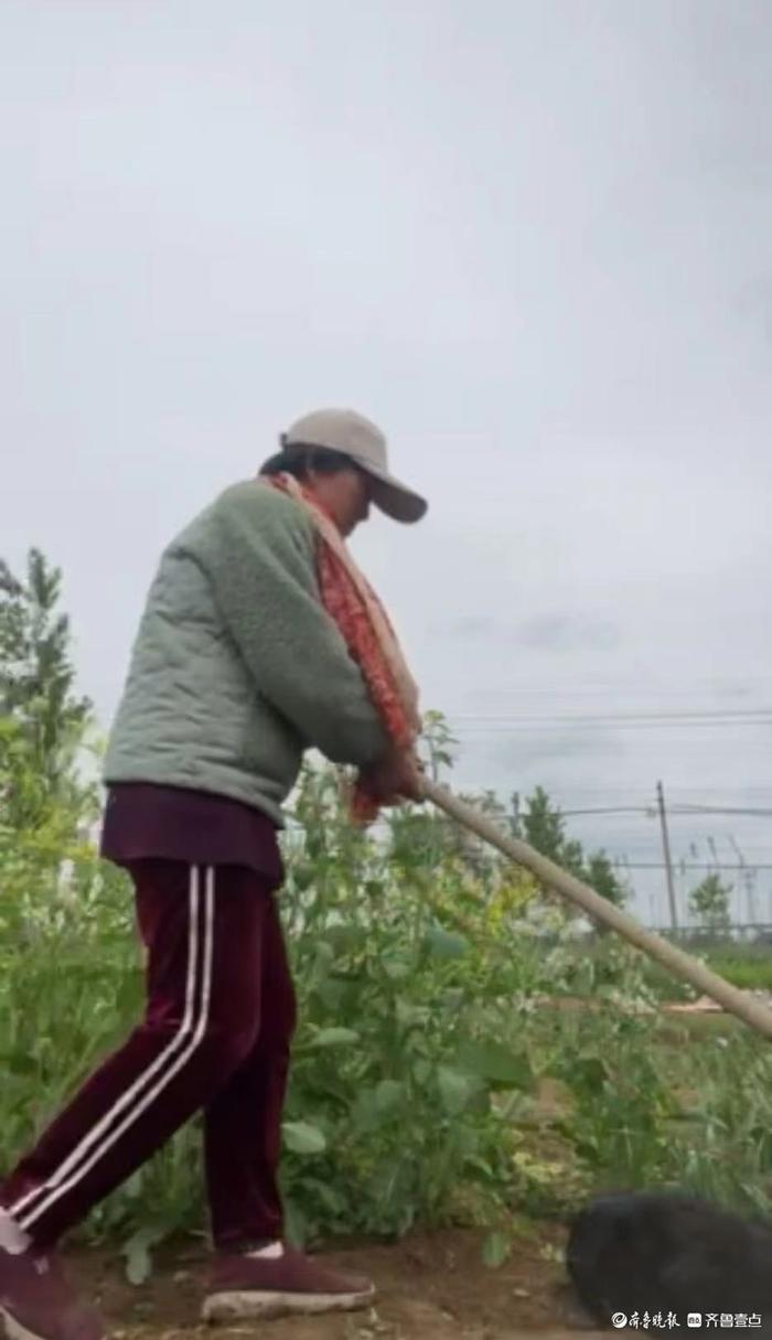 读书日|德州60岁的写诗菜农：把诗歌结在藤蔓上