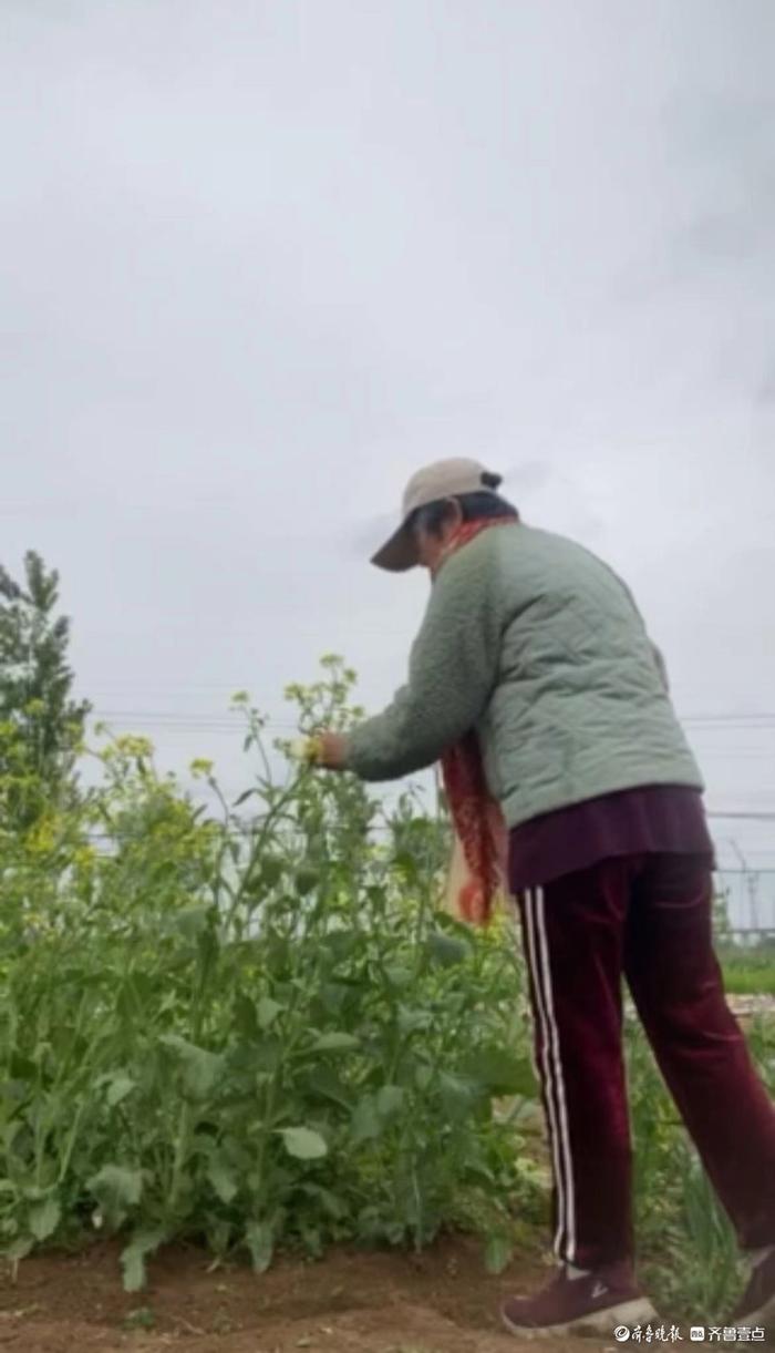 读书日|德州60岁的写诗菜农：把诗歌结在藤蔓上