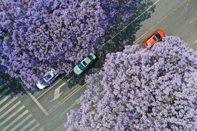 图集丨四川凉山西昌的专属浪漫 蓝花楹在城区开成了紫色花海