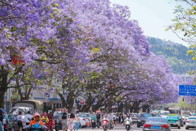 图集丨四川凉山西昌的专属浪漫 蓝花楹在城区开成了紫色花海
