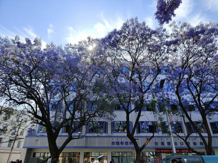 C视频丨市树蓝花楹盛开 西昌成花海