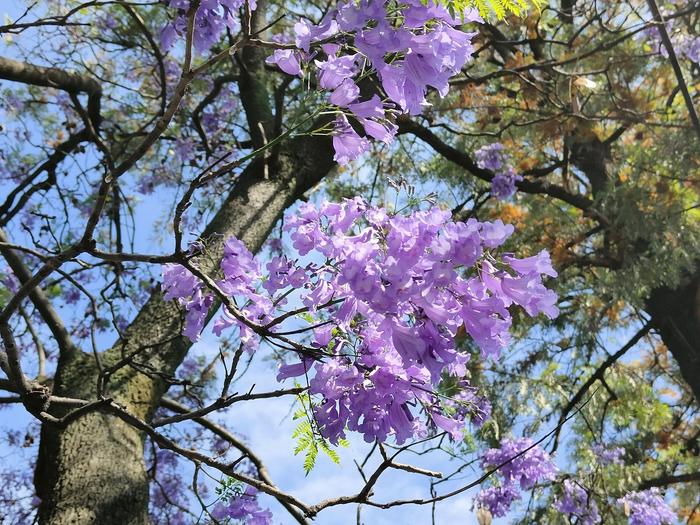 C视频丨市树蓝花楹盛开 西昌成花海