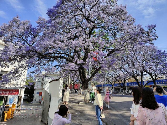 C视频丨市树蓝花楹盛开 西昌成花海