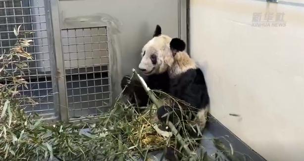 旅居美国的大熊猫“丫丫”将回国！返回前做了哪些准备？