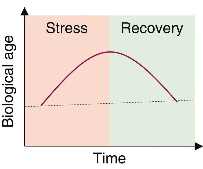 Cell子刊：哈佛大学研究证实，压力导致的衰老，可以在休养后恢复