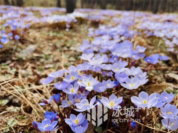 春花盛开！4月29日起省森林植物园免费开放