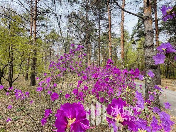 春花盛开！4月29日起省森林植物园免费开放