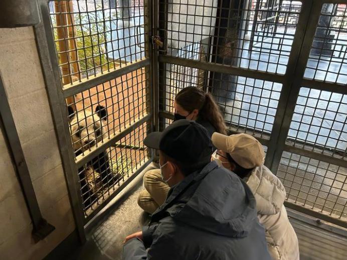 旅居美国的大熊猫“丫丫”将回国！返回前做了哪些准备？