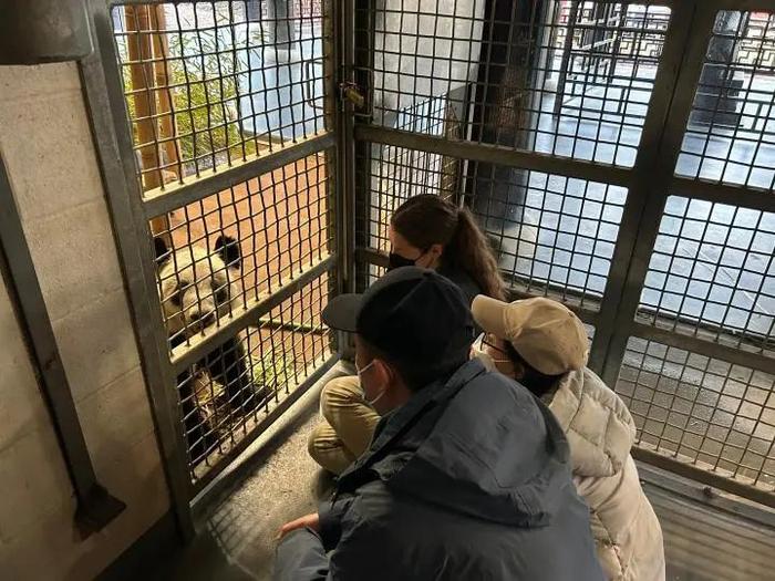 再过几天，“丫丫”就要回国了！它已食用中国提供的饼干，目前身体状况如何？