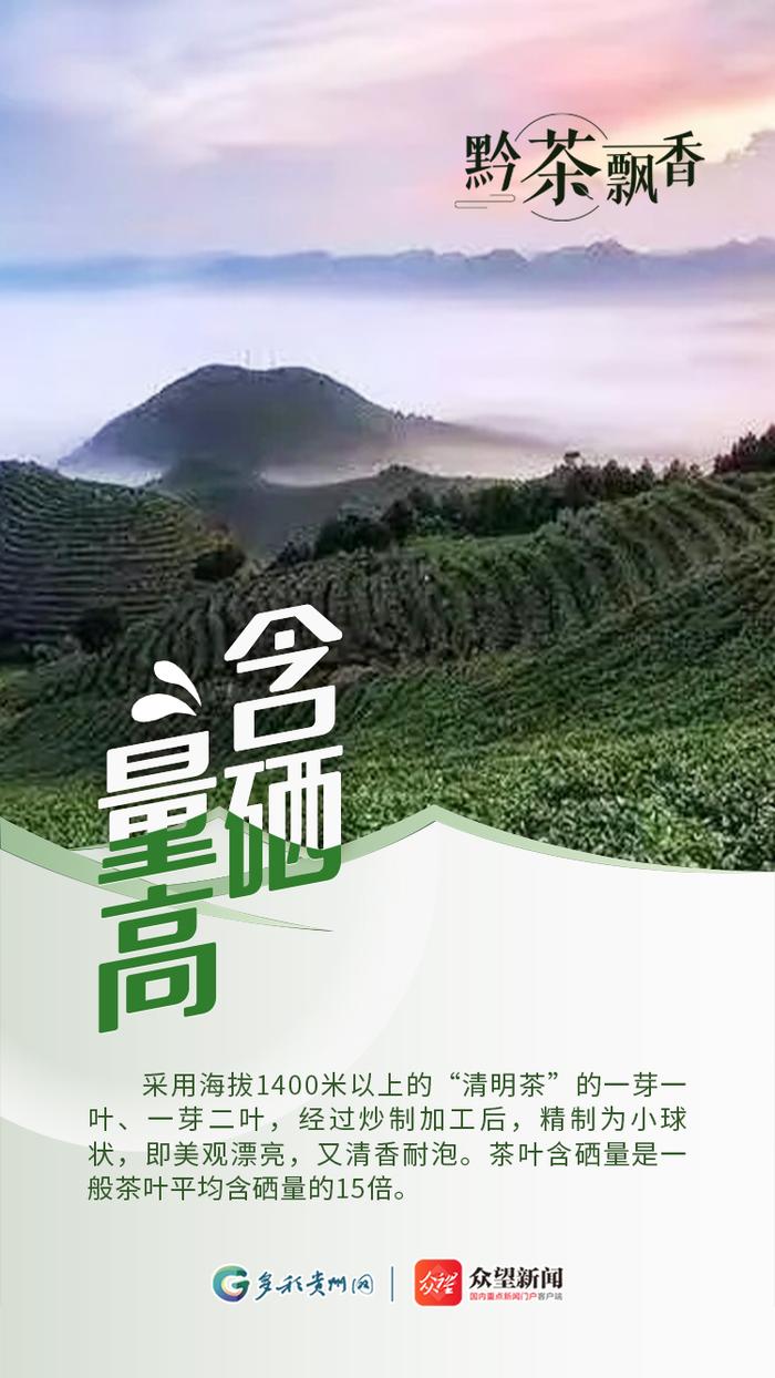 【黔茶飘香】黔东南大山里的雷山银球茶