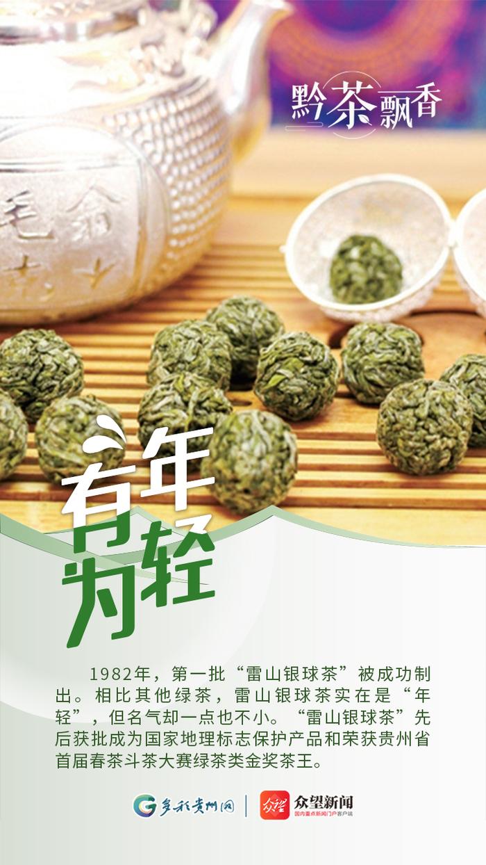 【黔茶飘香】黔东南大山里的雷山银球茶