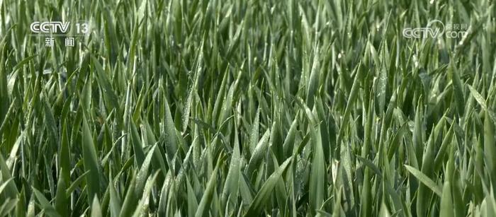 航天小麦品种大面积推广 实现稳产高产