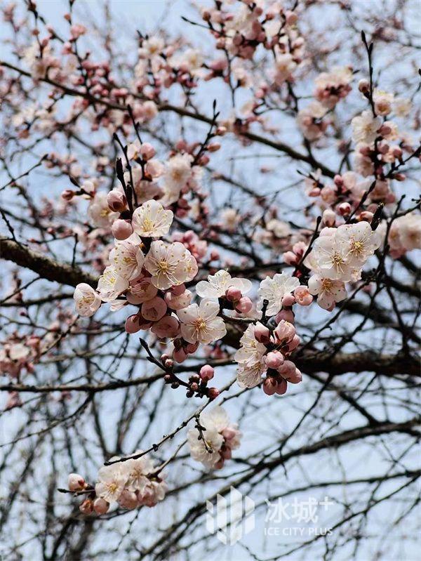 春花盛开！4月29日起省森林植物园免费开放