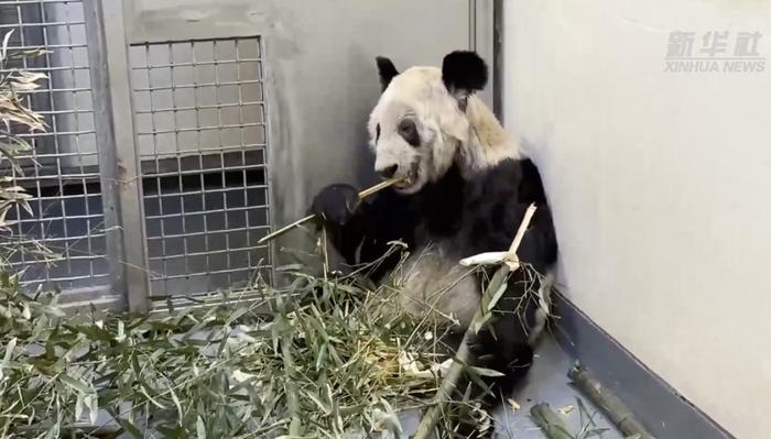 再过几天，“丫丫”就要回国了！它已食用中国提供的饼干，目前身体状况如何？